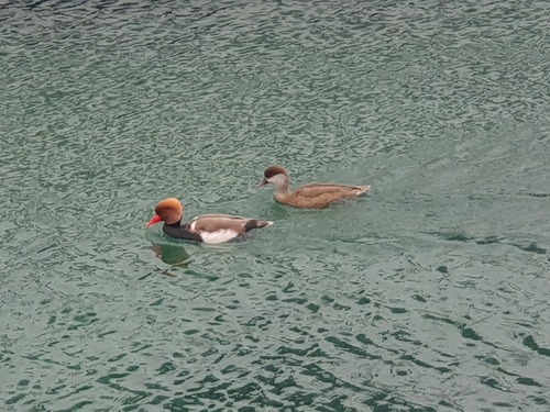Red-crested Pochard
