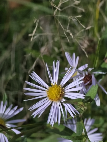 New York aster
