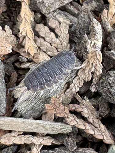 Common Rough Woodlouse