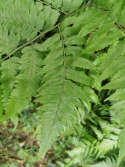 Diplazium taiwanense