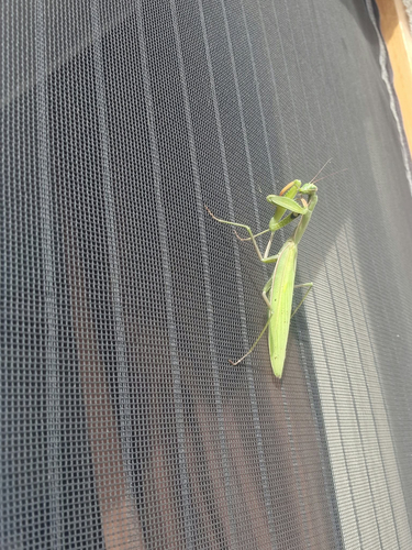 European Mantis