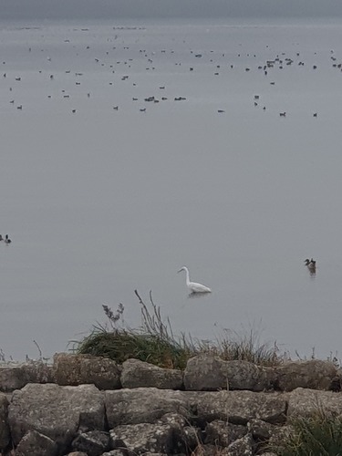 Little Egret