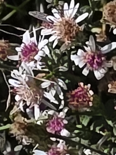 calico aster