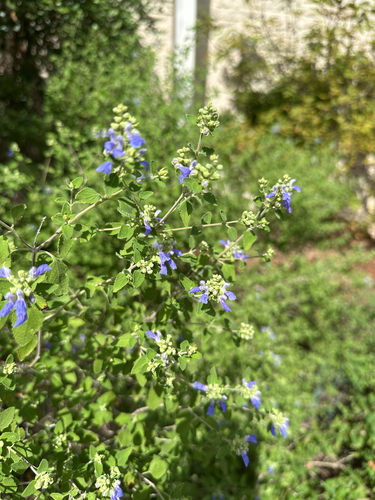 shrubby blue sage