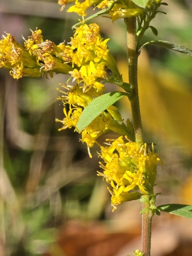 Downy Goldenrod