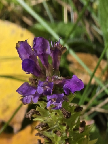 common selfheal