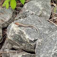 Plestiodon laticeps