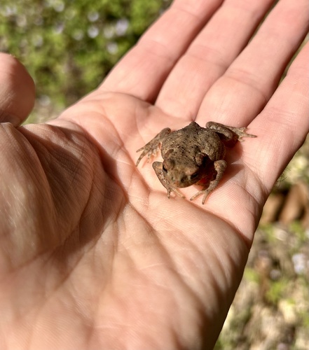 European Toad