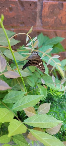 Long-tailed Skipper