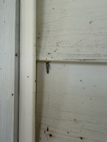 Ailanthus Webworm Moth