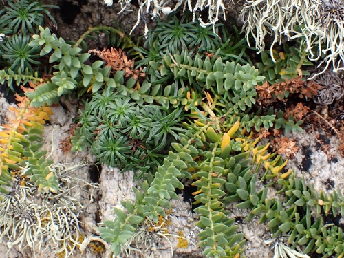 Lysimachia maritima, 2026-10-15
