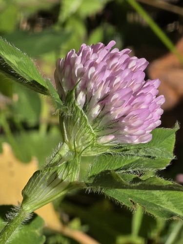 Red Clover