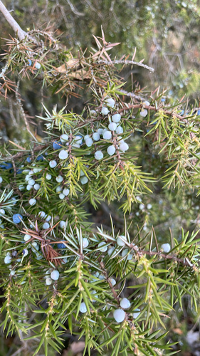 common juniper