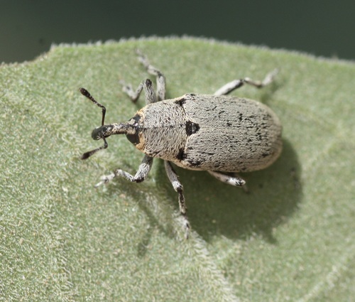 Tobacco Stalk Borer