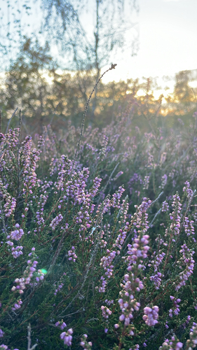 common heather