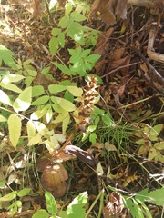 Galearis camtschatica