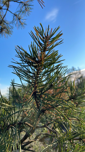 Scots pine