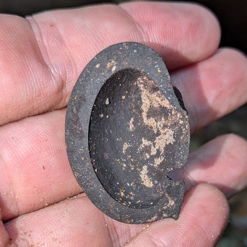 Hevea guianensis, 2026-10-15