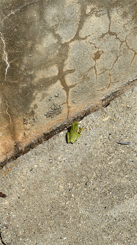 Green Treefrog