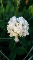 Trifolium repens