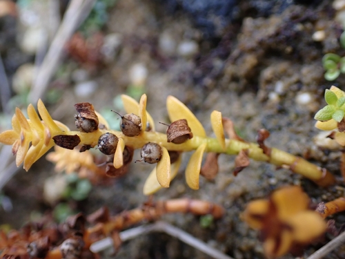 Lysimachia maritima, 2026-10-15