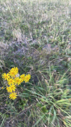ragwort