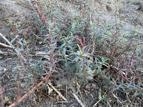 Euphorbia terracina, 2026-10-15