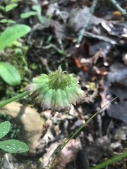 Trifolium reflexum