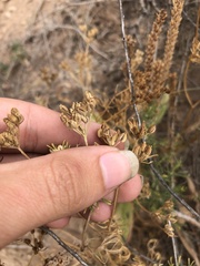 Ammoselinum popei