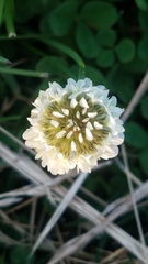 Trifolium repens