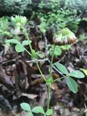 Trifolium reflexum