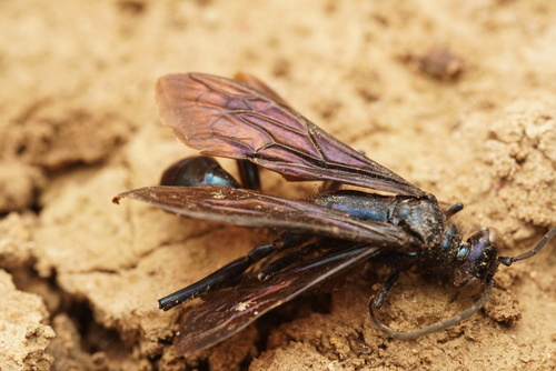 Chalybion californicum observed 2026-10-15