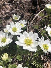 Anemone drummondii