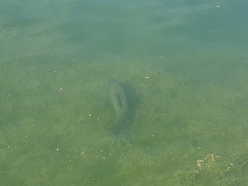Tench