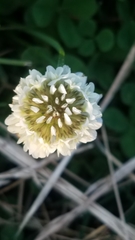 Trifolium repens