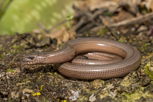 Italian Slowworm, 55041 Camaiore, Lucca, Italien, photo 8 of 10