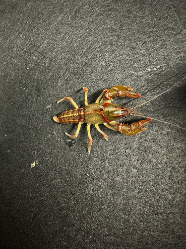 Painted Devil Crayfish