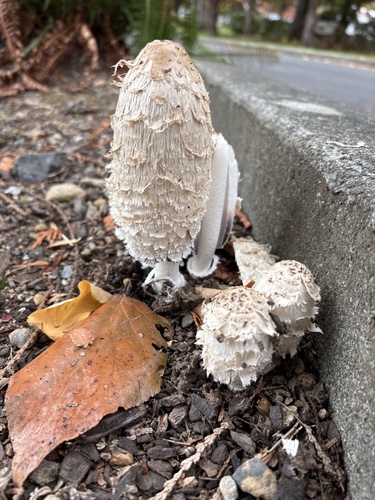 Shaggy Mane