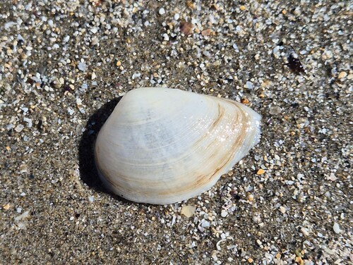 Gastrana fragilis observed 2026-10-13