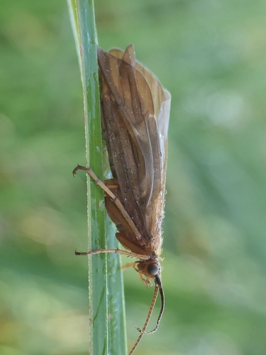 brown sedge
