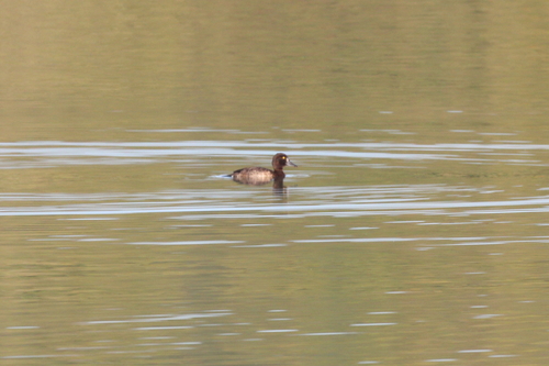 Tufted Duck