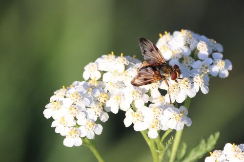 Ectophasia crassipennis