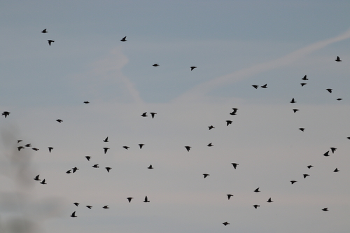 European Starling