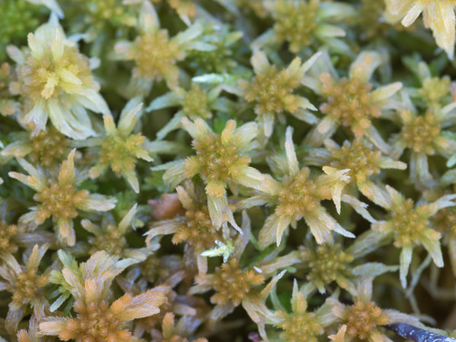 Sphagnum angustifolium observed 2026-10-15