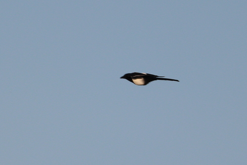 Eurasian Magpie