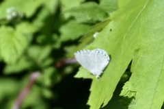 Celastrina neglectamajor