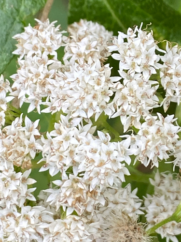 white snakeroot