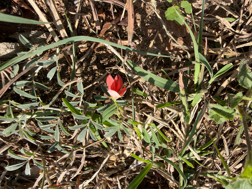 Scarlet Pea