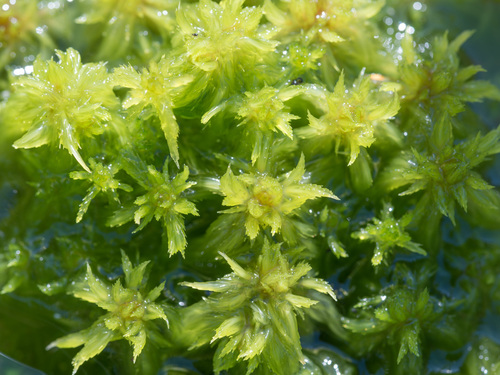 Sphagnum cuspidatum observed 2026-10-15