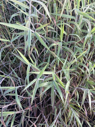 Melinis minutiflora observed 2026-10-15